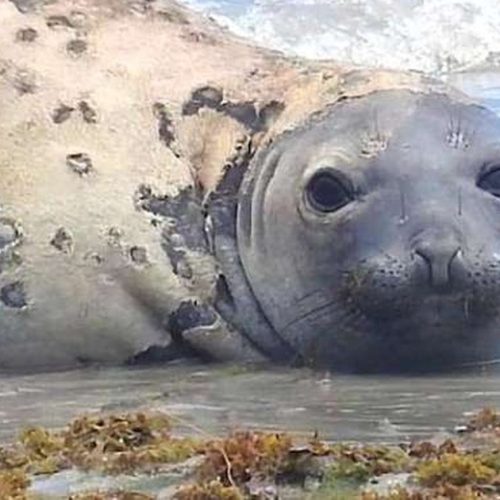 Morte de elefante-marinho ‘Leôncio’ vira tema de audiência pública na Assembleia Legislativa