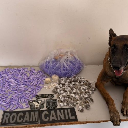 Cão farejador ajuda PM a apreender quase 700 gramas de drogas em Arapiraca