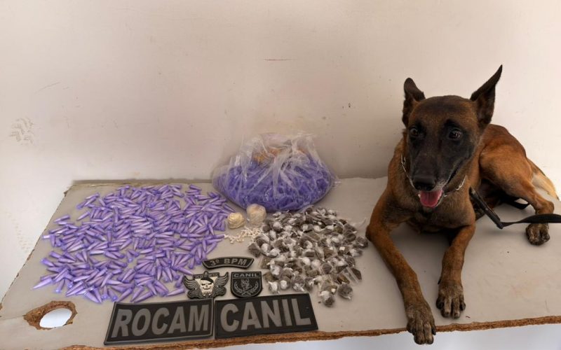 Cão farejador ajuda PM a apreender quase 700 gramas de drogas em Arapiraca