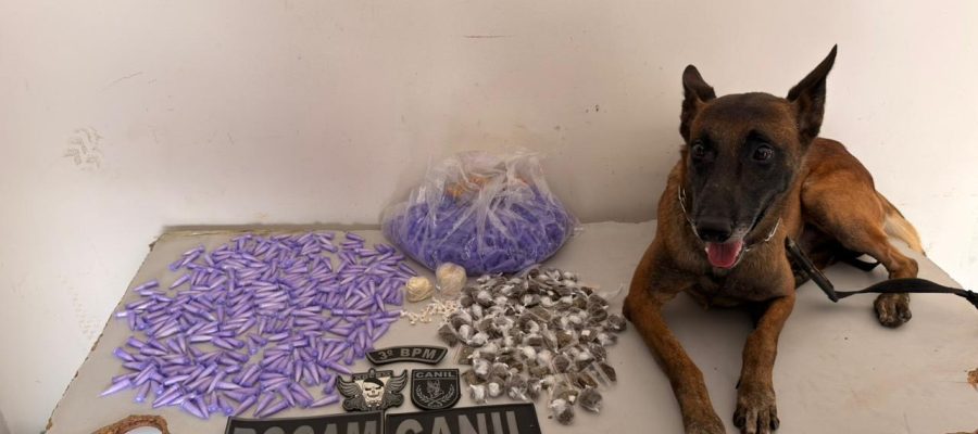 Cão farejador ajuda PM a apreender quase 700 gramas de drogas em Arapiraca