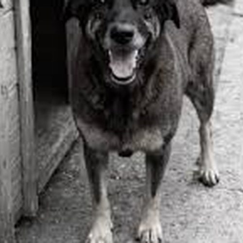 Caso Orelha é arquivado pelo Ministério Público e morte do cão segue sem culpado