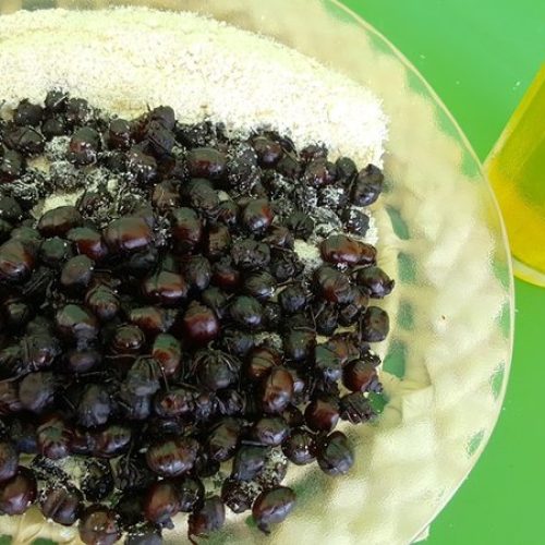 Vai encarar? Após chuvas, ”tanajura” volta a aparecer e é vendida por até R$ 20 o quilo em Maceió