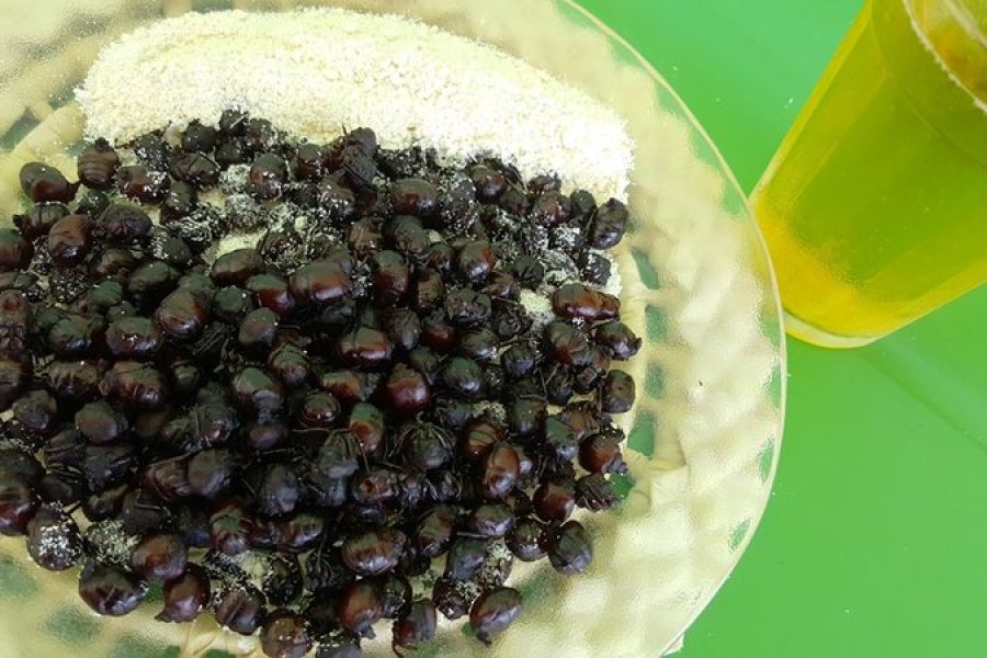 Vai encarar? Após chuvas, ”tanajura” volta a aparecer e é vendida por até R$ 20 o quilo em Maceió