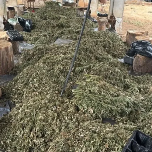 PF mira grupo suspeito de cultivo de maconha com atuação em Alagoas
