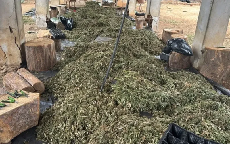 PF mira grupo suspeito de cultivo de maconha com atuação em Alagoas