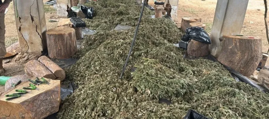 PF mira grupo suspeito de cultivo de maconha com atuação em Alagoas