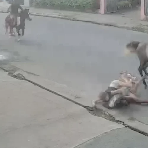 Casal cai de cavalo durante trajeto em alta velocidade em Arapiraca
