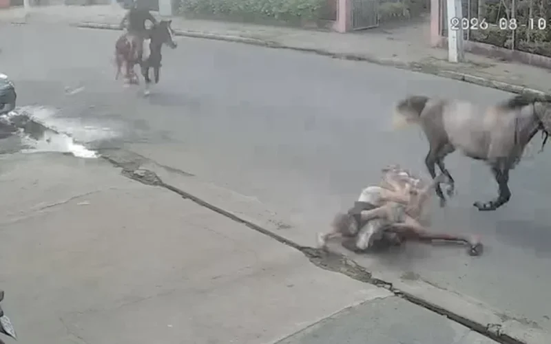 Casal cai de cavalo durante trajeto em alta velocidade em Arapiraca