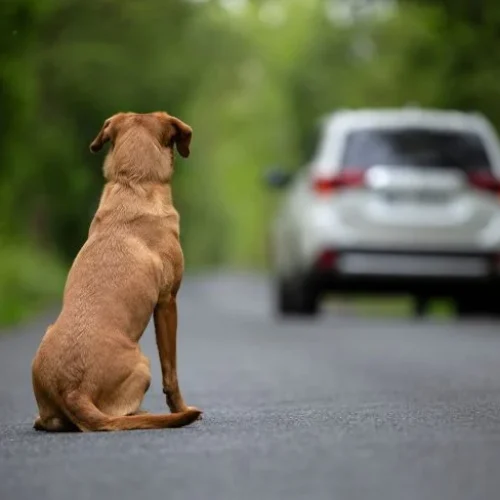 Vídeo flagra cachorro correndo atrás de carro após possível abandono próximo ao Aeroporto de Maceió