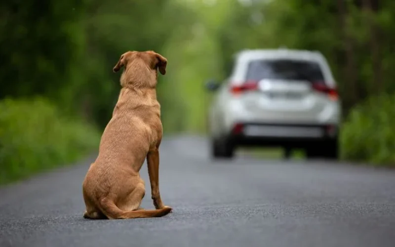 Vídeo flagra cachorro correndo atrás de carro após possível abandono próximo ao Aeroporto de Maceió