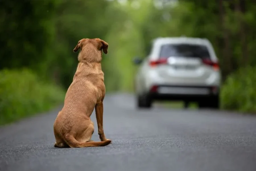 Vídeo flagra cachorro correndo atrás de carro após possível abandono próximo ao Aeroporto de Maceió