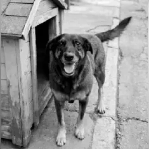 Laudo aponta que cão Orelha não teve fraturas causadas por humanos