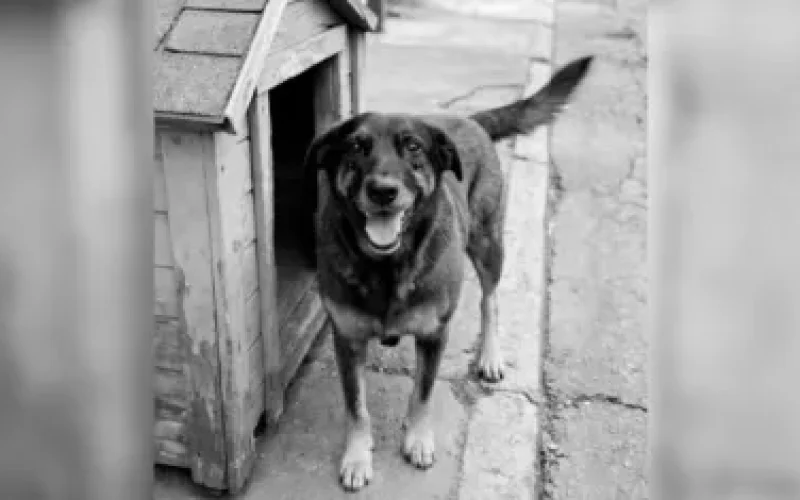 Laudo aponta que cão Orelha não teve fraturas causadas por humanos