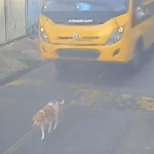 Cão é atropelado por ônibus escolar em Marechal Deodoro