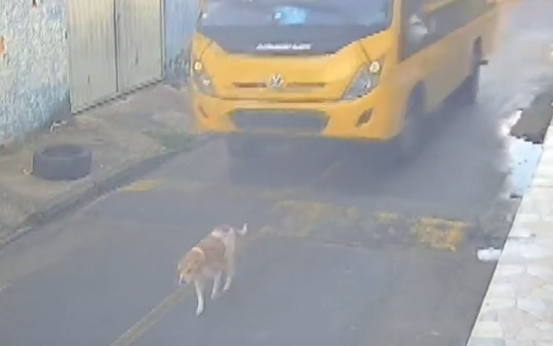 Cão é atropelado por ônibus escolar em Marechal Deodoro