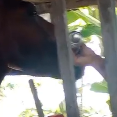 Homem é flagrado dando bebida alcoólica a cavalo em Rio Largo