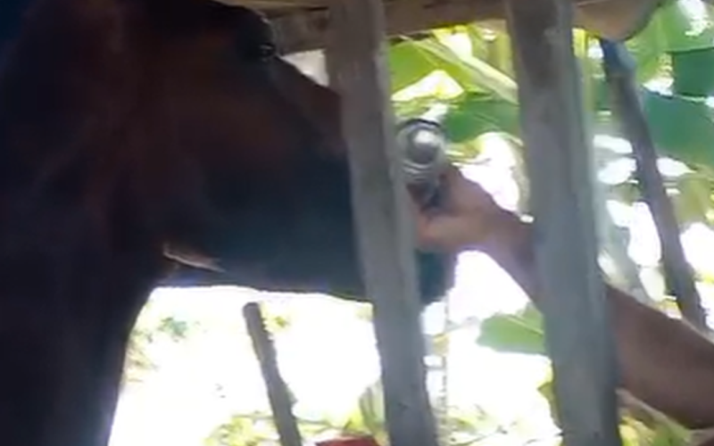 Homem é flagrado dando bebida alcoólica a cavalo em Rio Largo