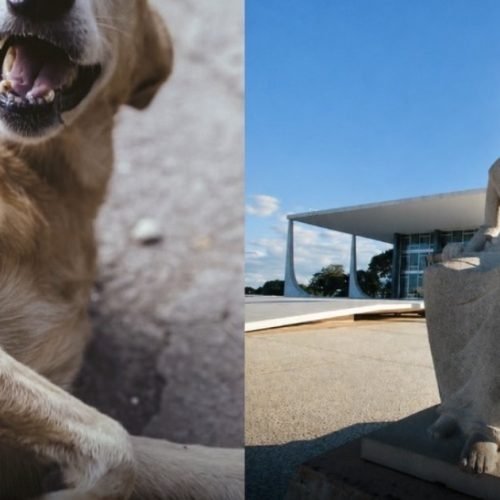 STF decide que prefeituras são obrigadas a proteger cães e gatos abandonados