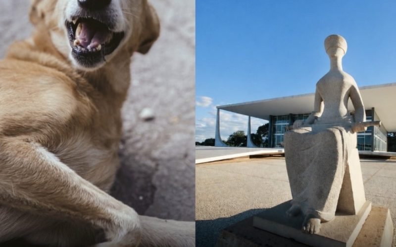 STF decide que prefeituras são obrigadas a proteger cães e gatos abandonados