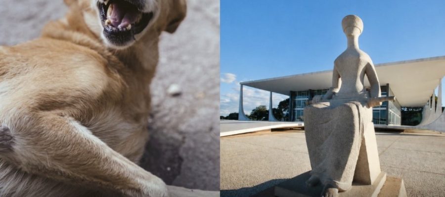 STF decide que prefeituras são obrigadas a proteger cães e gatos abandonados