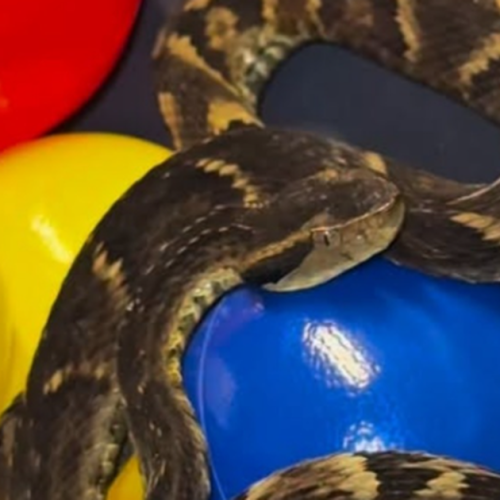 Jararaca é encontrada em piscina de bolinhas de restaurante