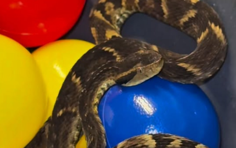 Jararaca é encontrada em piscina de bolinhas de restaurante