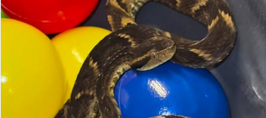 Jararaca é encontrada em piscina de bolinhas de restaurante