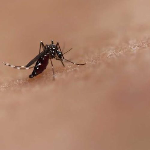 Retorno do tipo 3 da dengue preocupa Ministério da Saúde