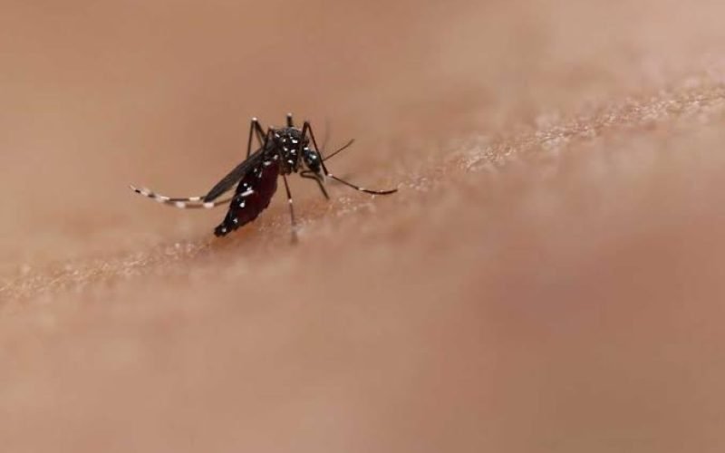 Retorno do tipo 3 da dengue preocupa Ministério da Saúde
