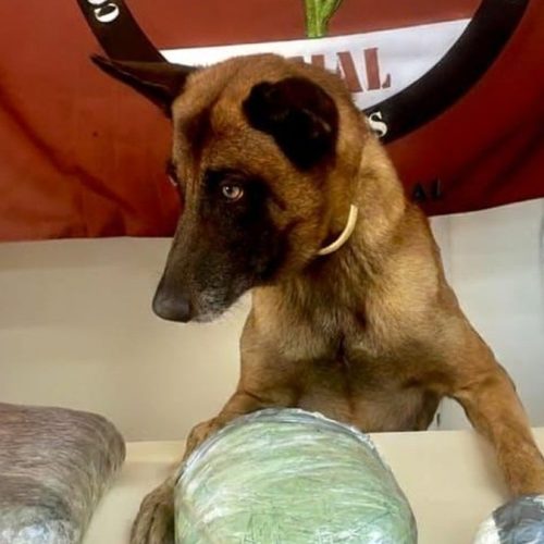 Homem abandona mochila com mais de 2kg de drogas em van após receber ligação em Jaramataia