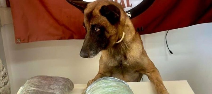 Homem abandona mochila com mais de 2kg de drogas em van após receber ligação em Jaramataia