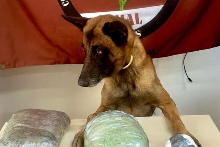 Homem abandona mochila com mais de 2kg de drogas em van após receber ligação em Jaramataia