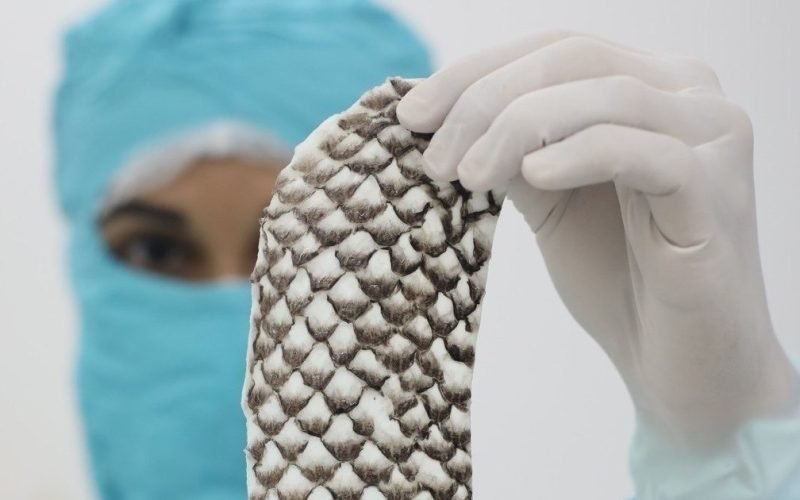 Brasil terá primeira fábrica do mundo de pele de tilápia para tratar queimaduras; entenda