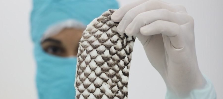Brasil terá primeira fábrica do mundo de pele de tilápia para tratar queimaduras; entenda