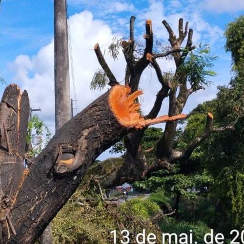 Alurb autua Equatorial por poda e supressão irregular de árvores na Cambona