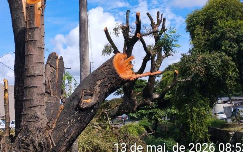 Alurb autua Equatorial por poda e supressão irregular de árvores na Cambona