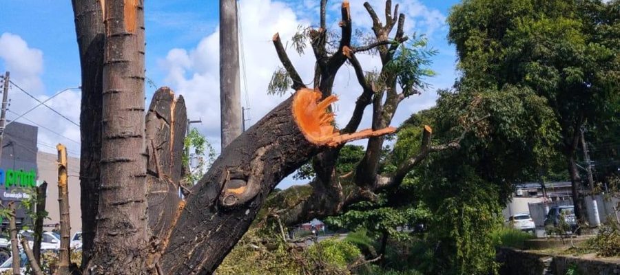 Alurb autua Equatorial por poda e supressão irregular de árvores na Cambona