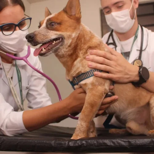 Médicos veterinários podem ganhar direito ao porte de arma após aprovação de lei no Congresso Nacional