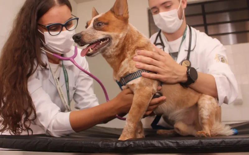 Médicos veterinários podem ganhar direito ao porte de arma após aprovação de lei no Congresso Nacional