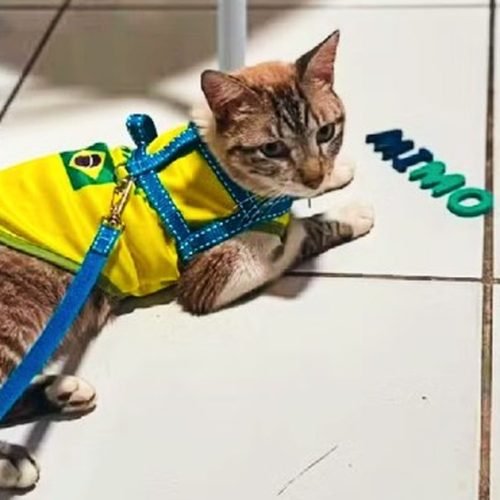 Após dois meses, gato desaparecido em Arapiraca é encontrado a 600 km de casa