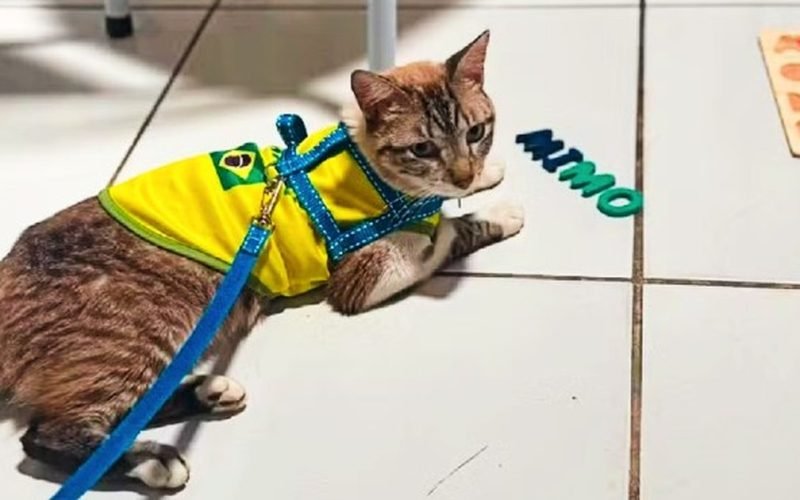 Após dois meses, gato desaparecido em Arapiraca é encontrado a 600 km de casa