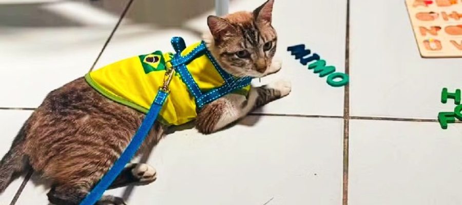 Após dois meses, gato desaparecido em Arapiraca é encontrado a 600 km de casa