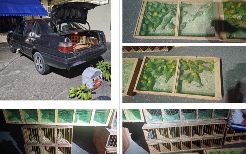 Quem é “Paulista”, o homem por trás do maior esquema de tráfico de aves do Brasil