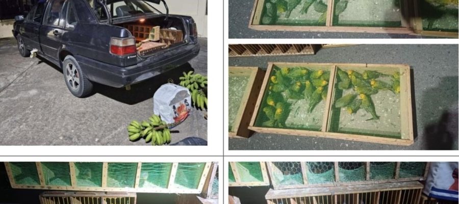 Quem é “Paulista”, o homem por trás do maior esquema de tráfico de aves do Brasil