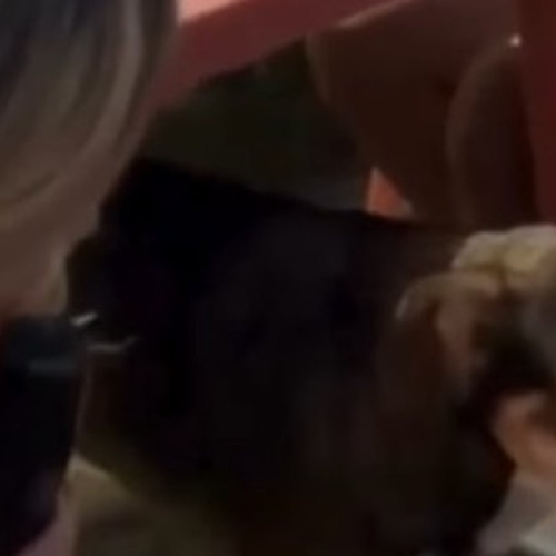 Cachorro Tobe encanta internautas ao voltar a “cantar” nas redes sociais