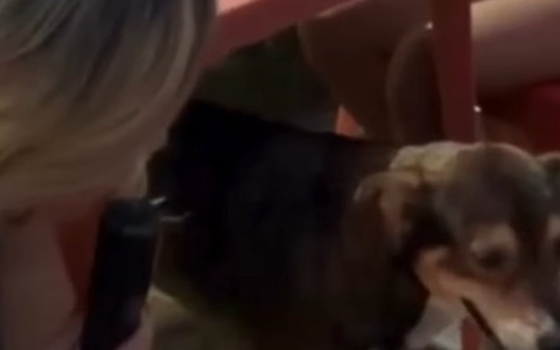 Cachorro Tobe encanta internautas ao voltar a “cantar” nas redes sociais