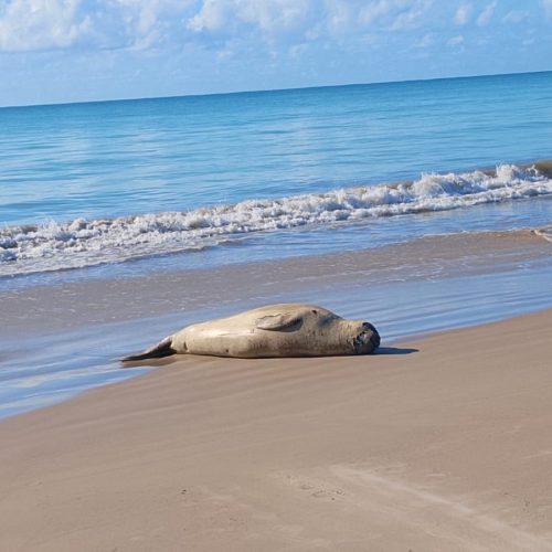 Elefante-marinho permanece descansando em praia da Barra de Santo Antônio