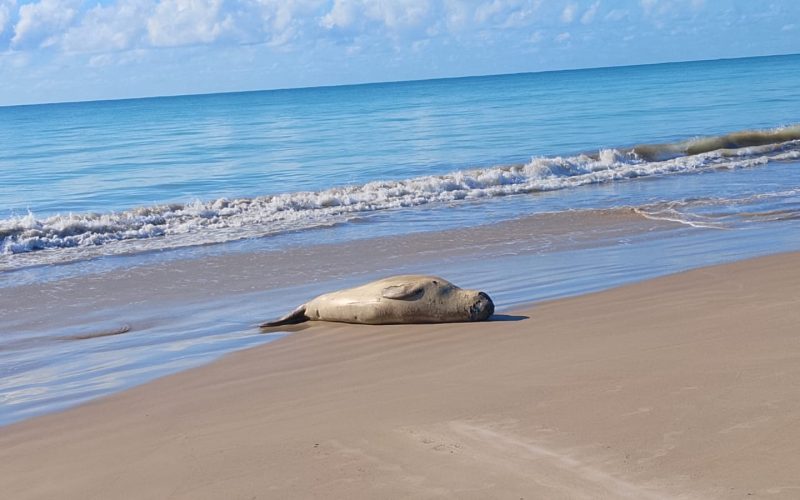 Elefante-marinho permanece descansando em praia da Barra de Santo Antônio