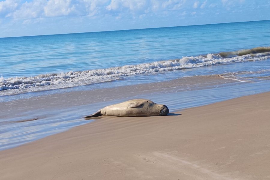 Elefante-marinho permanece descansando em praia da Barra de Santo Antônio
