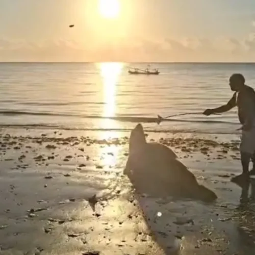 Elefante-marinho é molestado por banhistas em praia de Alagoas; veja vídeo